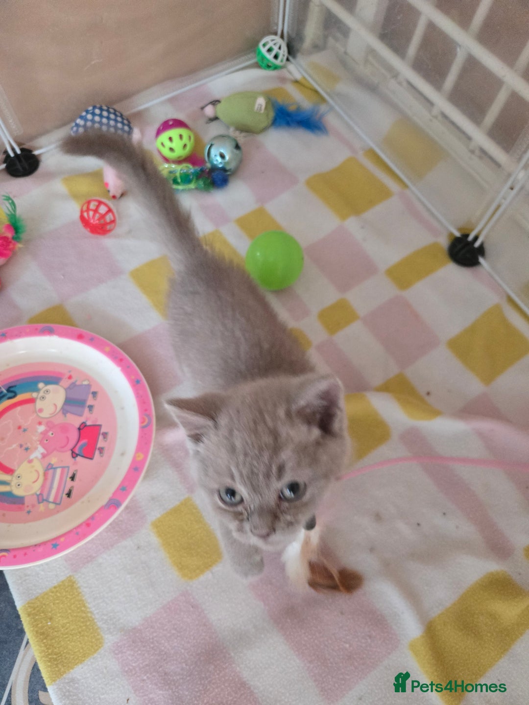 British Shorthair cats for sale: Britishshort hair kitten ready now - Image 13