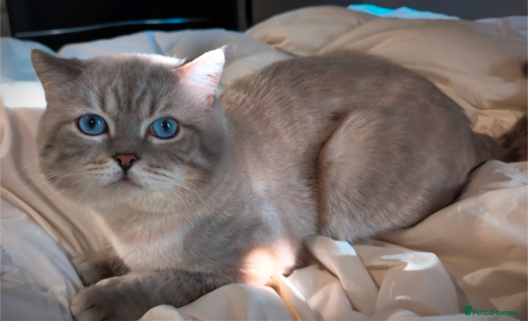 British Shorthair cats for stud: 💦PROVEN Stud‼️GCCF & TICA reg‼️🐾COLORPOINT🐾BSH  in London - Advert 2