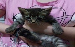 Mixed Breed cats for sale: Beautiful ragdoll bengal kittens  - Image 3