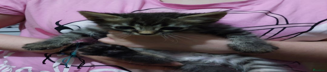Mixed Breed Kitten 1