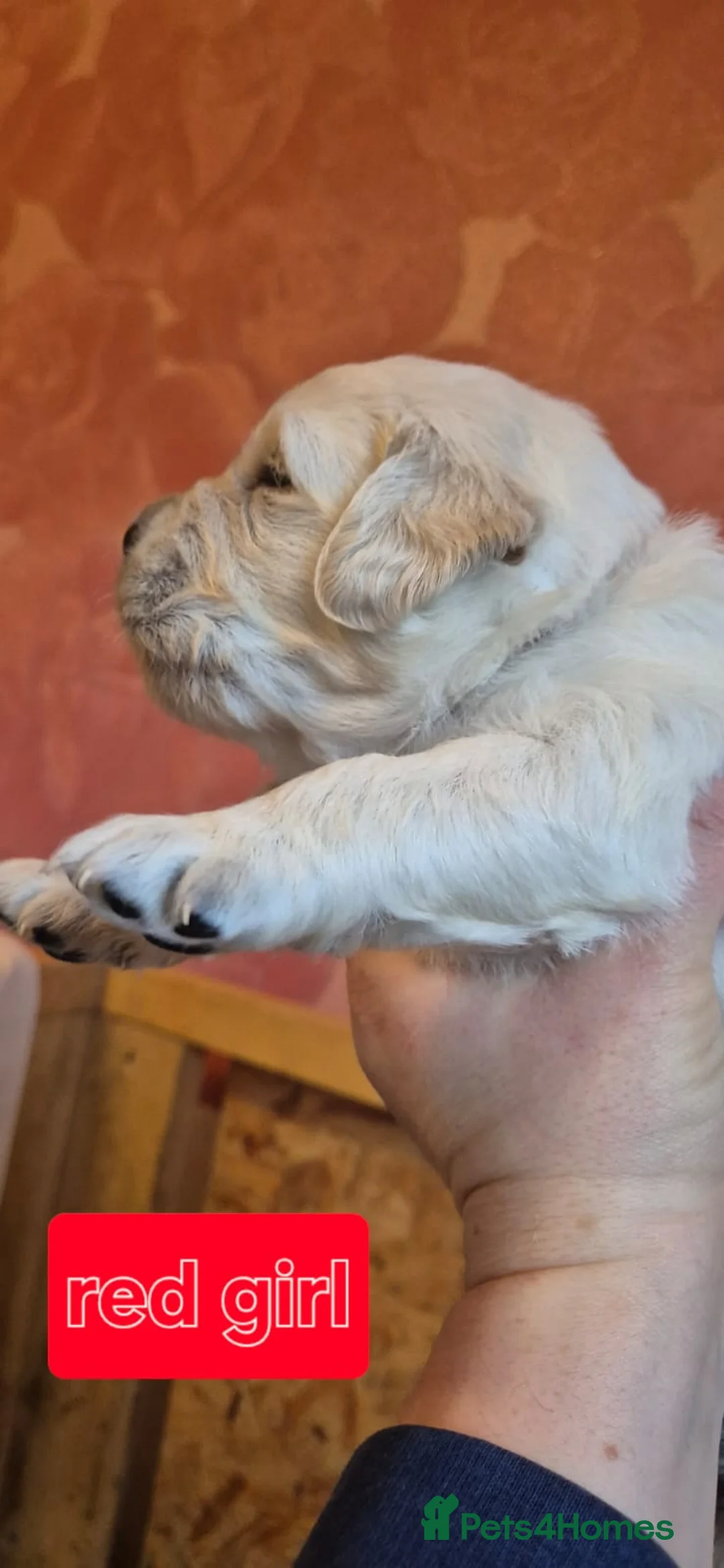 Golden Retriever dogs for sale: KC Registered Golden Retriever Glasgow  - Advert 9