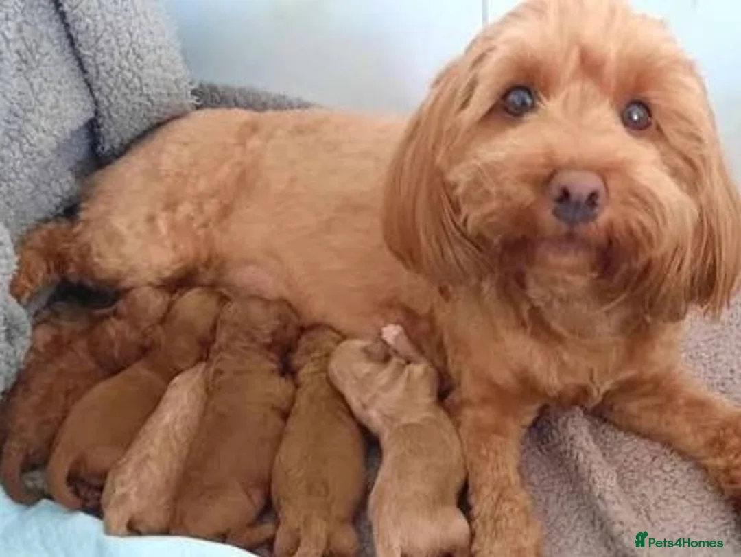 Cavapoo dogs for sale: Cavapoo (ready to leave) - Advert 2