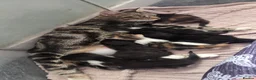Mixed Breed cats for sale: Kittens for sale - Advert 1