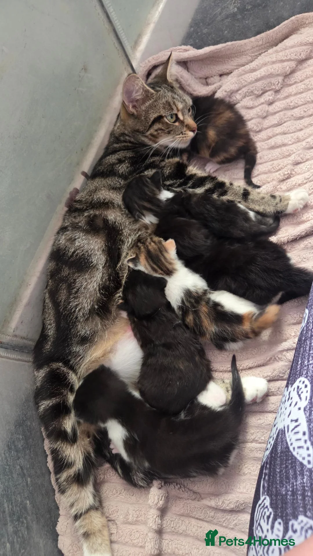 Mixed Breed cats for sale: Kittens for sale - Advert 1