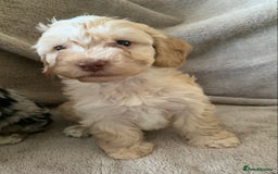 Cockapoo dogs for sale: Cockapoo puppies ready now - Image 5