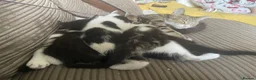 Domestic Shorthair cats for sale: Four kittens needing a home - Advert 13