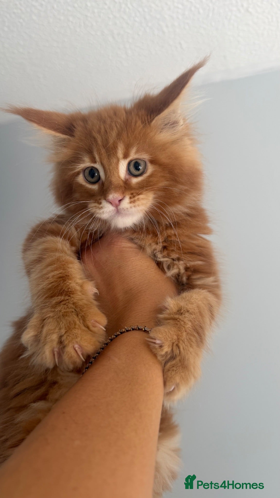 Maine Coon cats Stunning maine coon kittens xl excellent quality  - Advert 14