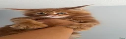 Maine Coon cats for sale: Stunning maine coon kittens xl excellent quality  - Advert 1