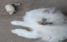 Ragdoll cats for sale: Ragdoll - home reared kittens - Image 30
