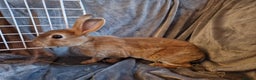 Rex rabbits for sale: Purebred Red Agouti Mini Rex Babies- 1 boy left - Advert 6