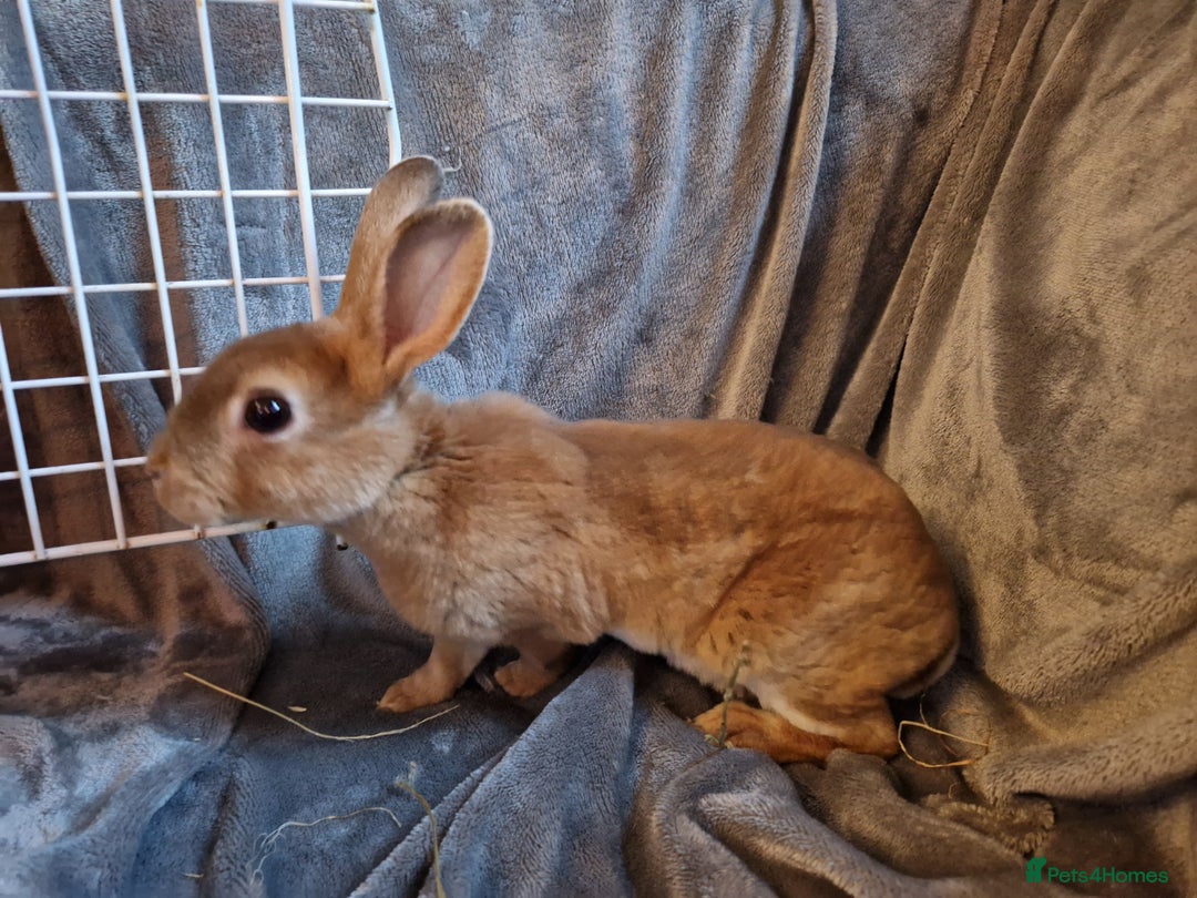 Rex rabbits for sale: Purebred Red Agouti Mini Rex Babies- 1 boy 1 girl  - Image 6