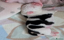 Old Tyme Bulldog dogs for sale: Old tyme bulldog pups  - Image 15