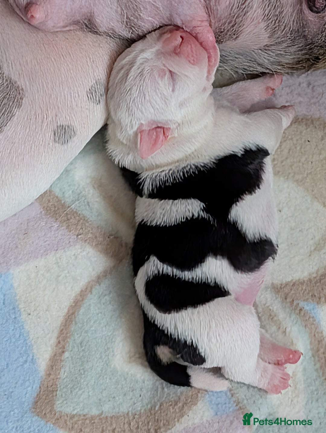 Old Tyme Bulldog dogs for sale: Old tyme bulldog pups  - Image 15