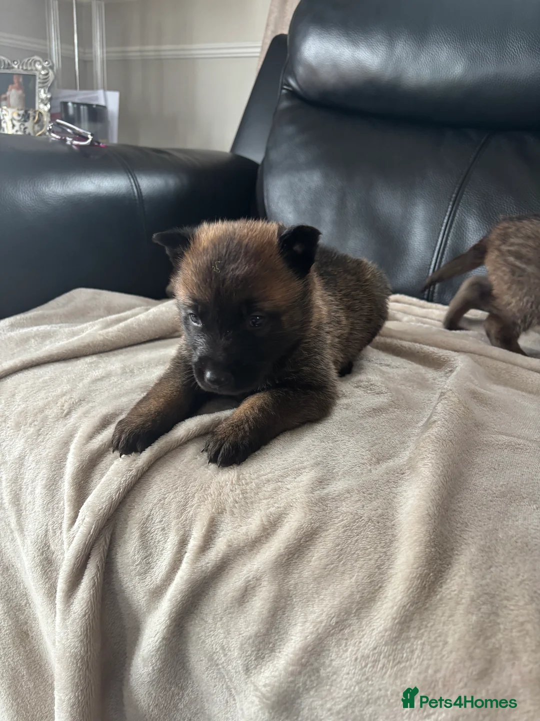 Belgian Shepherd Dog dogs for sale: Mam Dutch herder dad Belgian shepherd - Advert 1