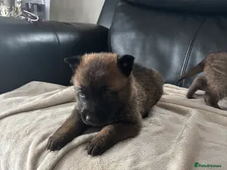 Belgian Shepherd Dog dogs Mam Dutch herder dad Belgian shepherd - Advert 1