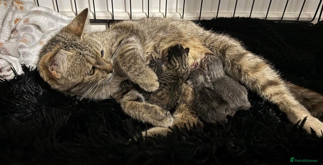 Mixed Breed cats for sale: Rehoming our lovely kitten Lulu - Advert 7