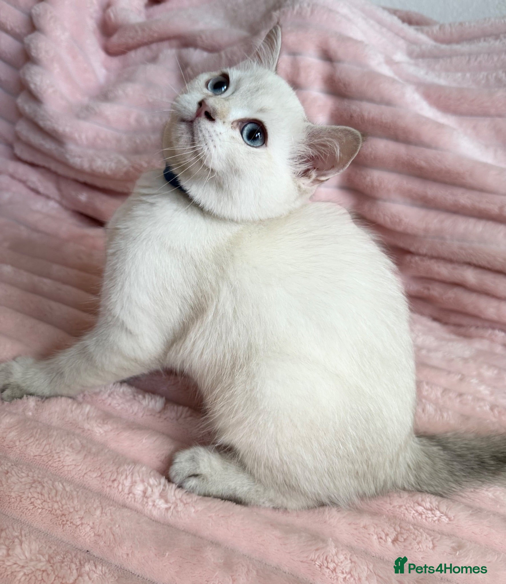 British Shorthair cats Beautiful BSH Blue Golden TICA kittens - Advert 17