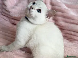 British Shorthair cats Beautiful BSH Blue Golden TICA kittens - Advert 17