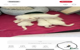 Persian cats for sale: Fluffy indoor kittens-Persian&Main Coon cross  - Image 14