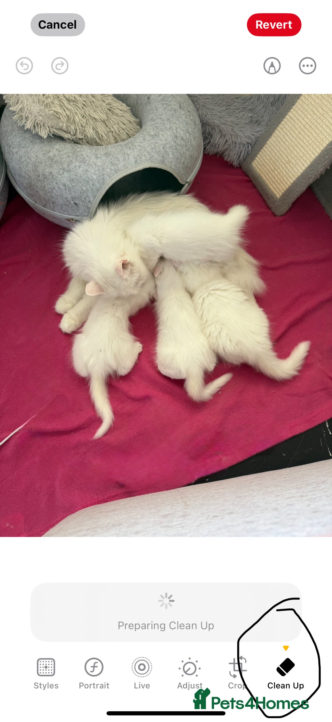 Persian cats for sale: Fluffy indoor kittens-Persian&Main Coon cross  - Image 14