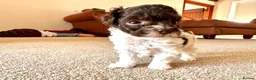 Toy Poodle dogs for sale: 🤎🍫 Exceptional Asian Teddy Bears 🧸🤎 - Advert 29