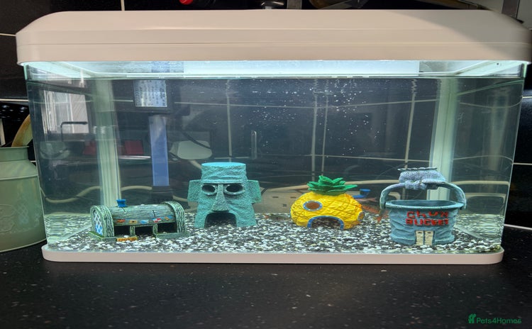 Barbs fish - Advert 1