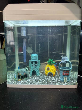 Barbs fish - Advert 3