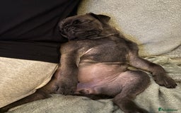 Pug dogs for sale: Polly pocket  - Image 3