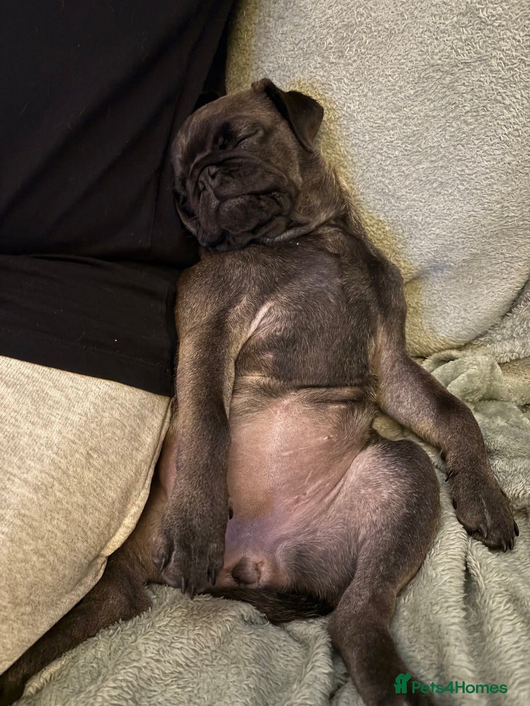 Pug dogs for sale: Polly pocket  - Image 3