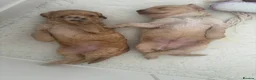 Cockapoo dogs for sale: Leicestershire Cockapoos Exten DNA&Genetic Tested  - Advert 20