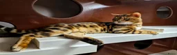 Bengal cats for sale: Pure bengal kittens  - Advert 29