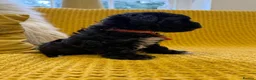 Schnoodle dogs for sale: F1 Toy Mega Coat Schnoodles - Advert 7