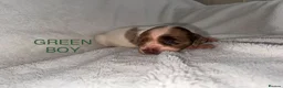 English Springer Spaniel dogs for sale: 🐾 Beautiful Springer Spaniel Puppies - Advert 3
