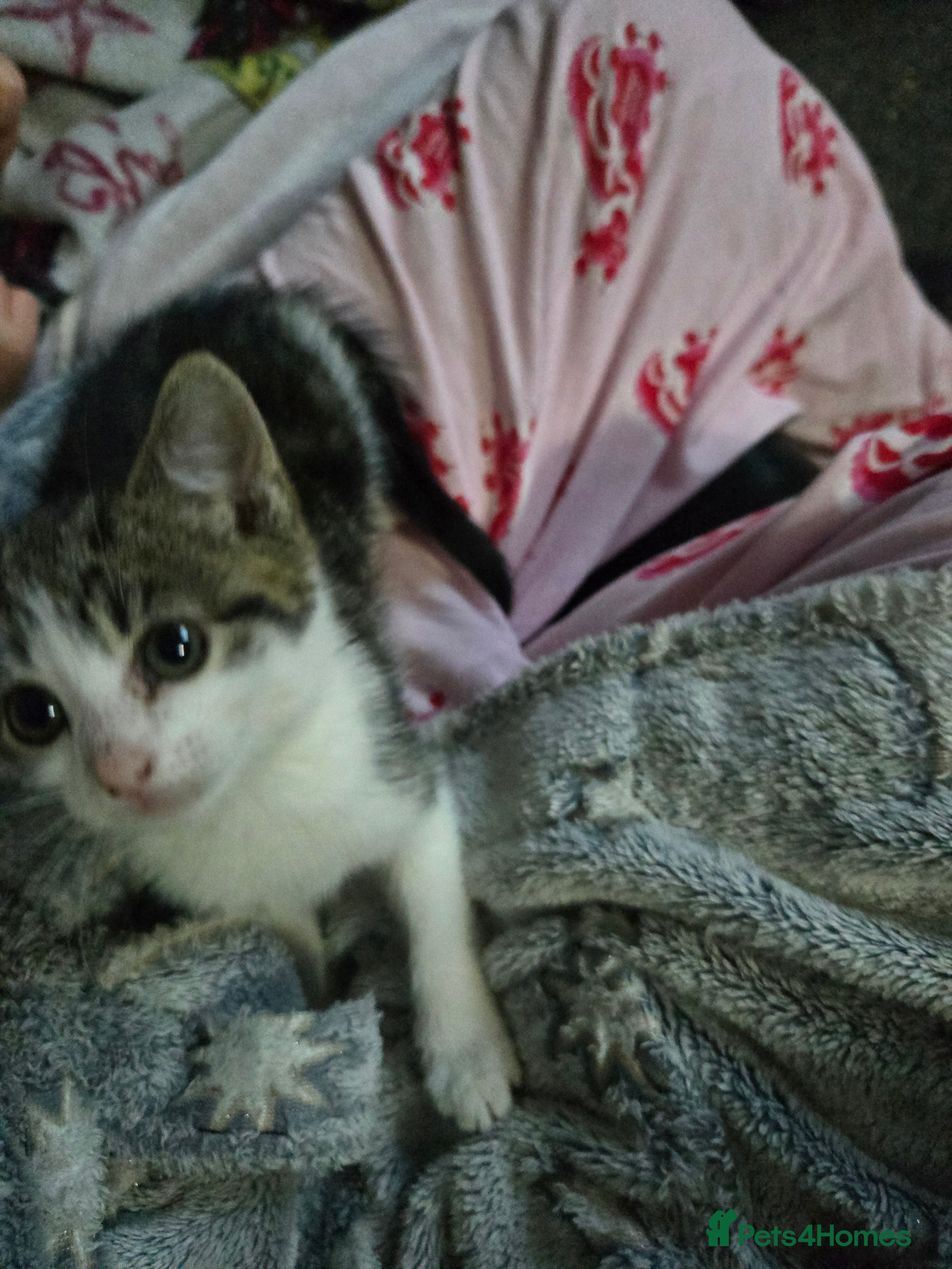 British Shorthair cats Stunning Kittens Ready For Forever Homes  - Advert 2