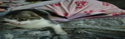British Shorthair cats for sale: Stunning Kittens Ready For Forever Homes  - Advert 12
