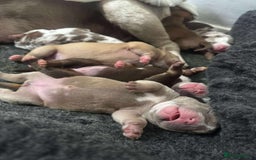 Mixed Breed dogs for sale: Bullpei puppies  - Image 2
