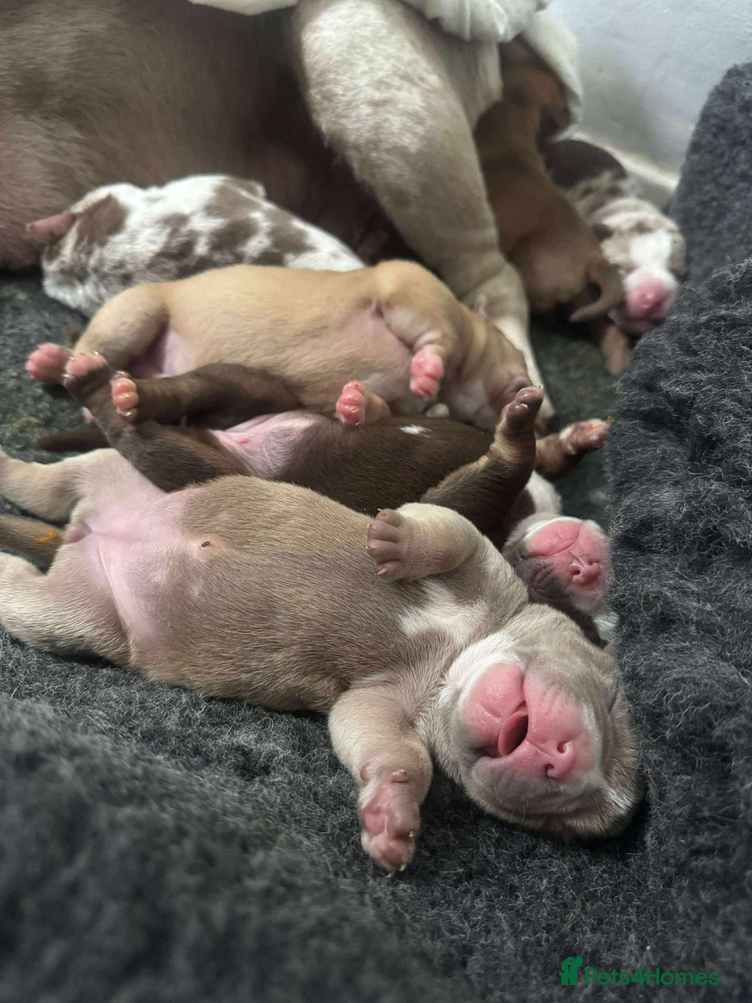 Mixed Breed dogs for sale: Bullpei puppies  - Image 2