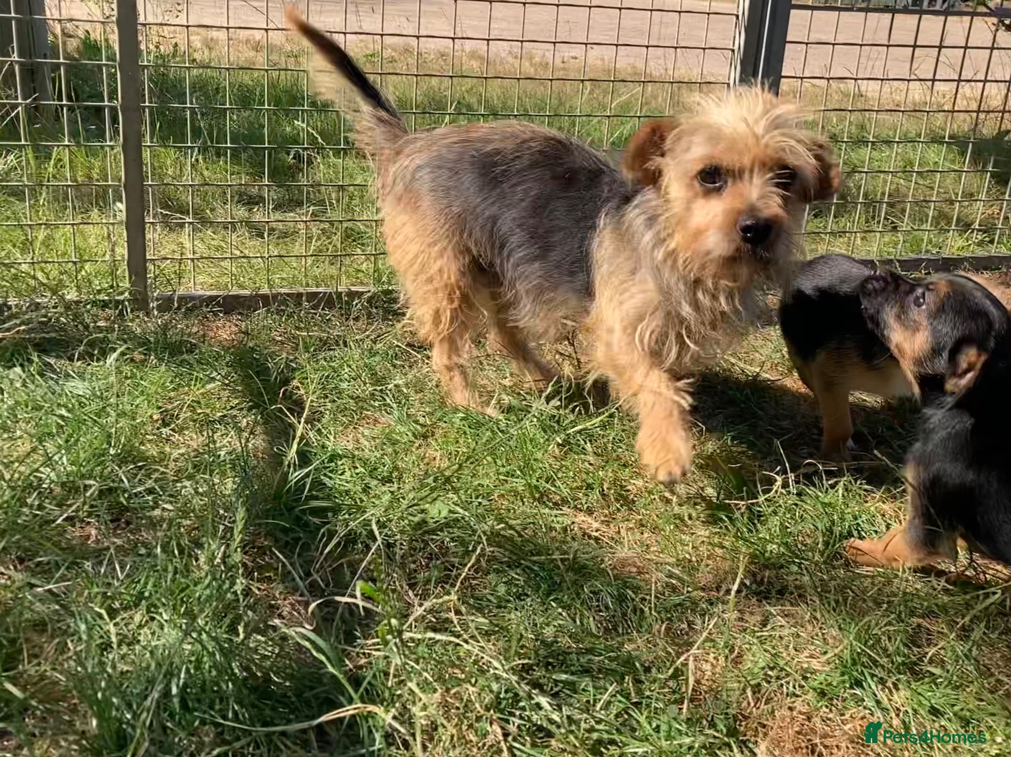 Mixed Breed dogs 3/4 Border Terrier puppies  - Advert 12