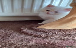 Ragdoll cats for sale: 2 flame point 1 chocolate point ragdolls  - Image 4