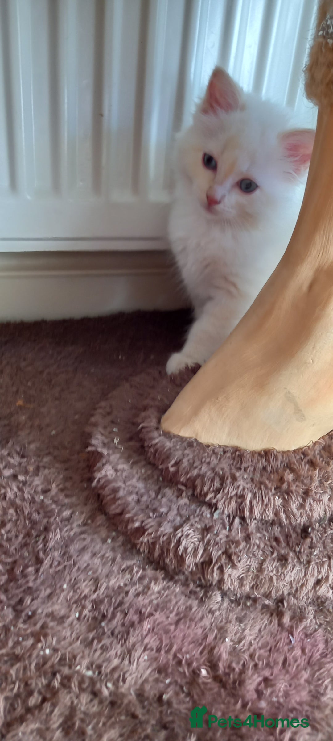 Ragdoll cats for sale: 2 flame point 1 chocolate point ragdolls  - Image 4