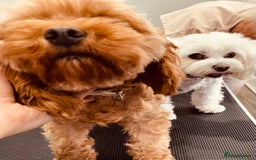 Maltipoo dogs for sale: F1 malticavapoos  - Image 2