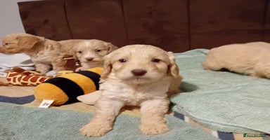 Cockapoo dogs - Advert 13
