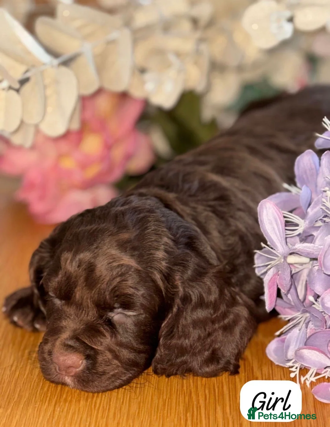 Cocker Spaniel dogs for sale: BEAUTIFUL KC REG FEMALE CHOC COCKER SPANIEL PUP - Advert 2
