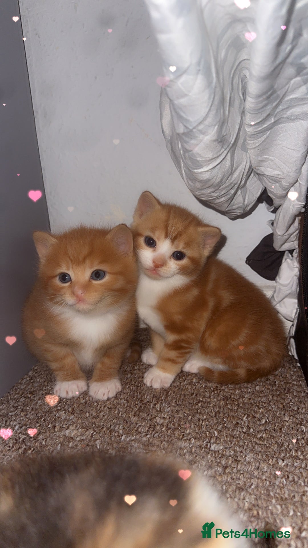 Domestic Shorthair cats for sale: 3 Beautiful kittens - Advert 1