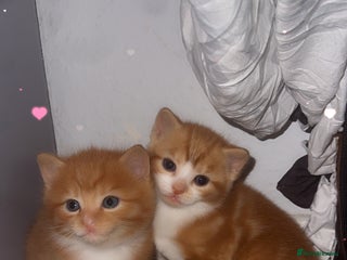 Domestic Shorthair cats 3 Beautiful kittens - Advert 9