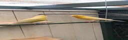 Canaries birds for sale: Satinette canaries crossed with Raza in Middlesbrough - Advert 6