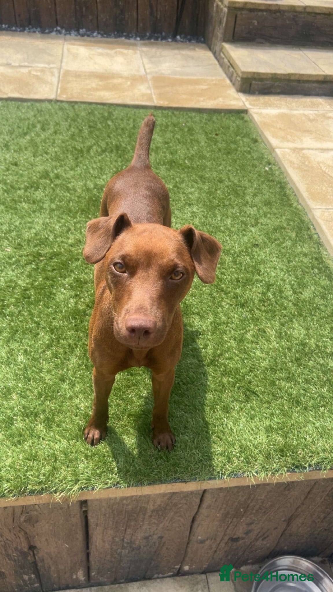 Mixed Breed dogs Patterdale Lakeland puppies - Advert 2