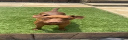 Mixed Breed dogs for sale: Patterdale Lakeland puppies - Advert 1