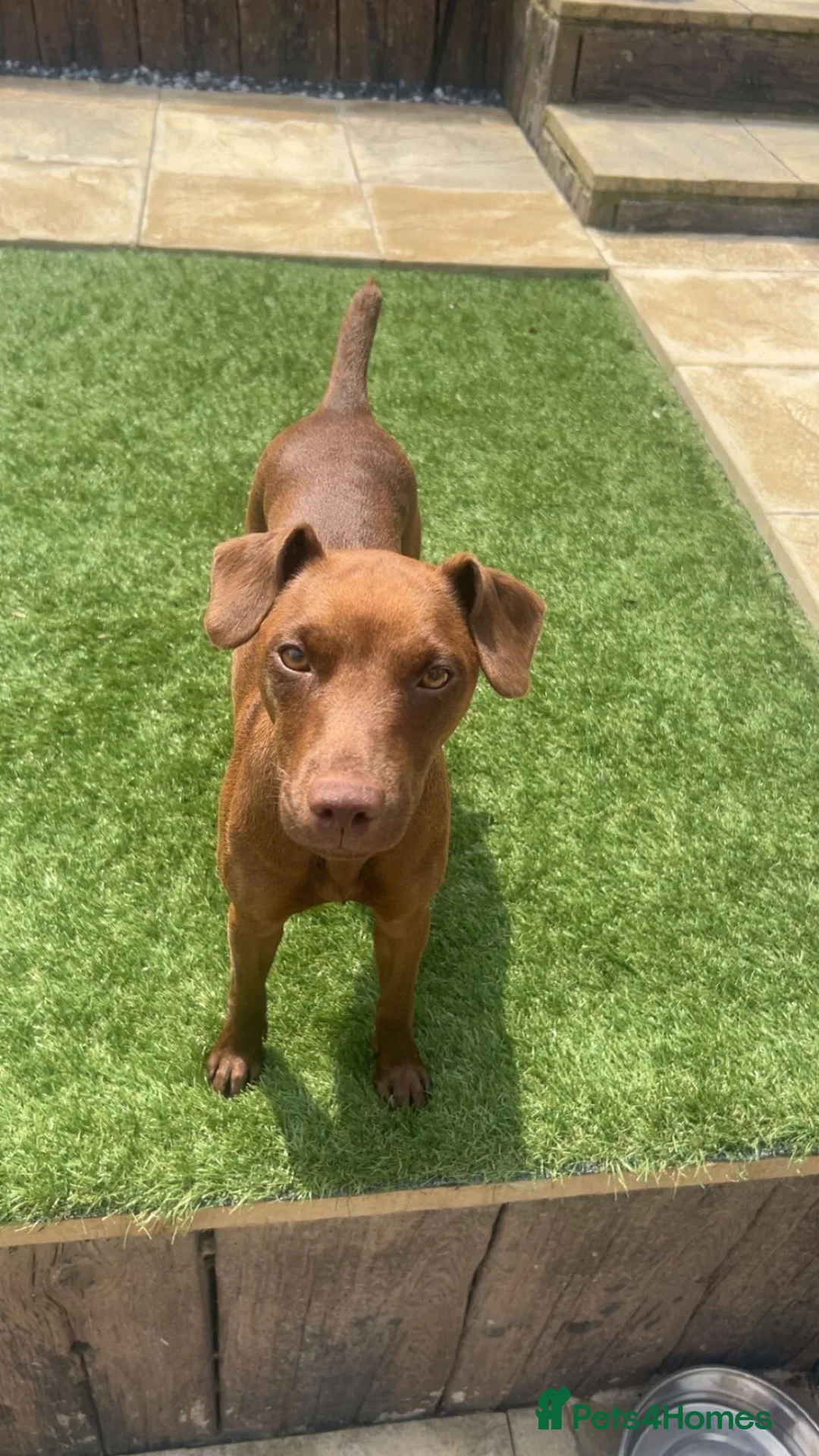 Mixed Breed dogs for sale: Patterdale Lakeland puppies - Advert 1