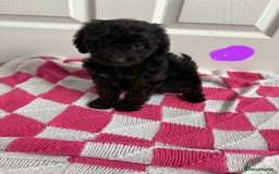 Cavapoo dogs for sale: Beautiful Cavapoos - Image 5